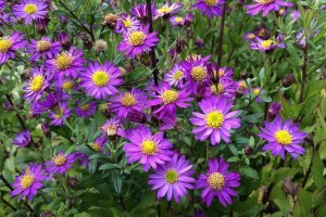Aster ageratoides ezo murasaki